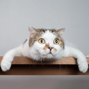 Cat lies sprawled on wooden shelf, staring intently ahead in a minimalistic setting.