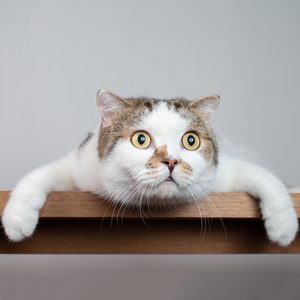 Cat lies sprawled on wooden shelf, staring intently ahead in a minimalistic setting.