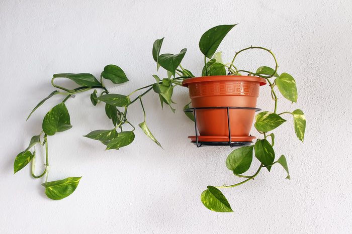Epipremnum aureum devil's ivy