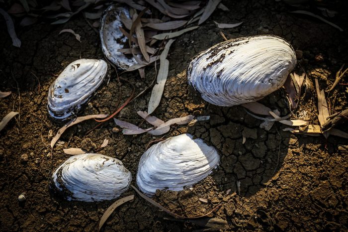 New South Wales River Systems In Severe Decline As Drought Continues