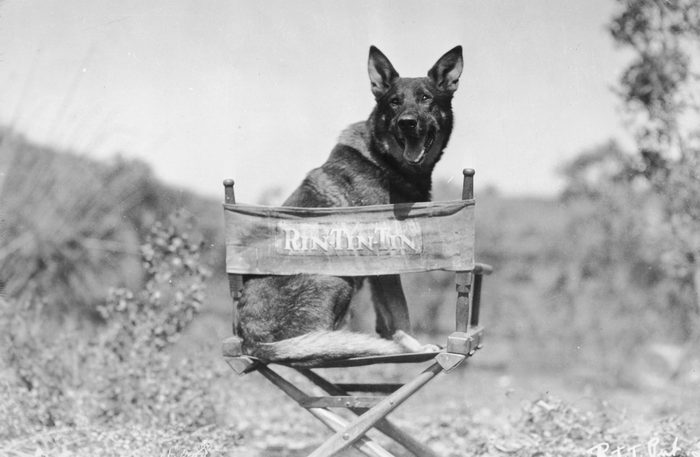 Alsatian Star