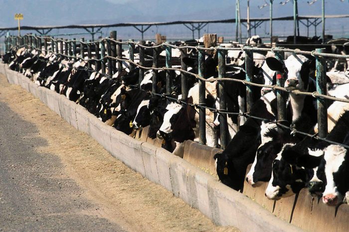 Preliminary Tests Confirm Mad Cow Diagnosis
