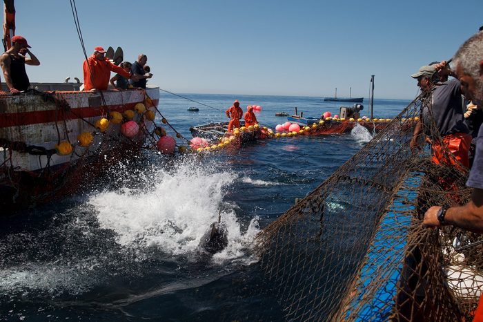 Traditional Blue Fin Tuna Fishing Off The Coast Of Spain