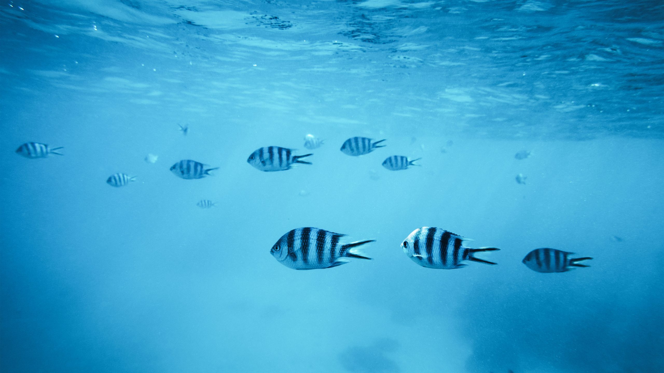 Is the Ocean Really Running Out of Fish?