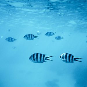 Fish swim gracefully in clear blue ocean water, surrounded by gentle ripples and diffuse light.
