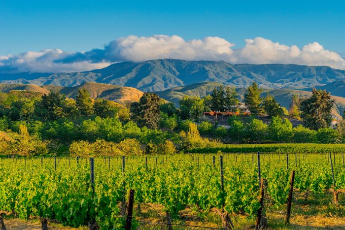 Vineyard thrives under sunlight, framed by lush trees and distant mountains with clouds above, creating a picturesque natural landscape.