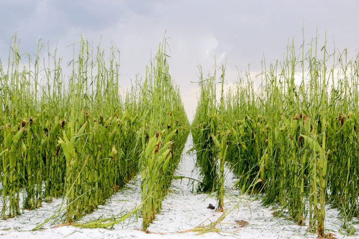 corn hail