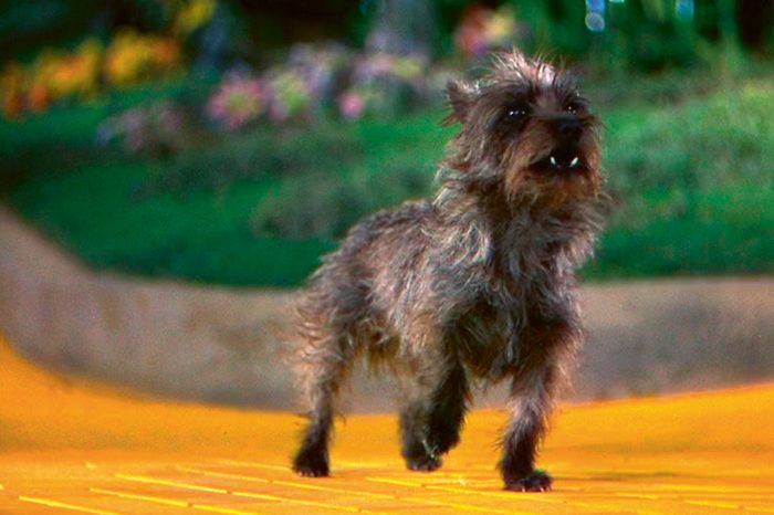 toto wizard of oz movie dog
