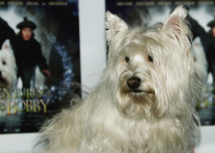 Greyfriars Bobby - UK Gala Premiere