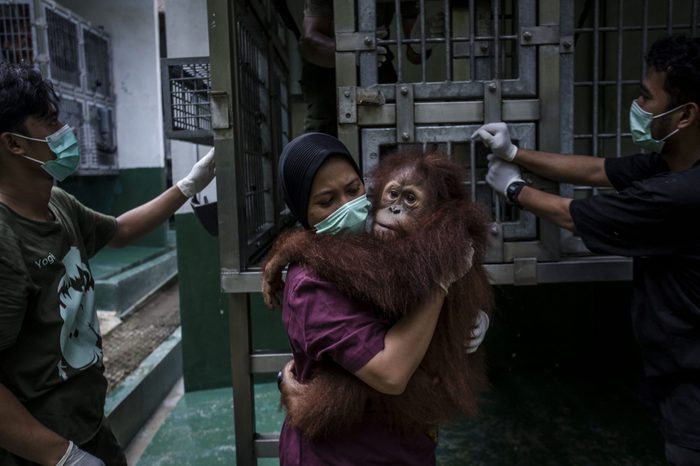 Indonesia's Orangutans Battle With Deforestation