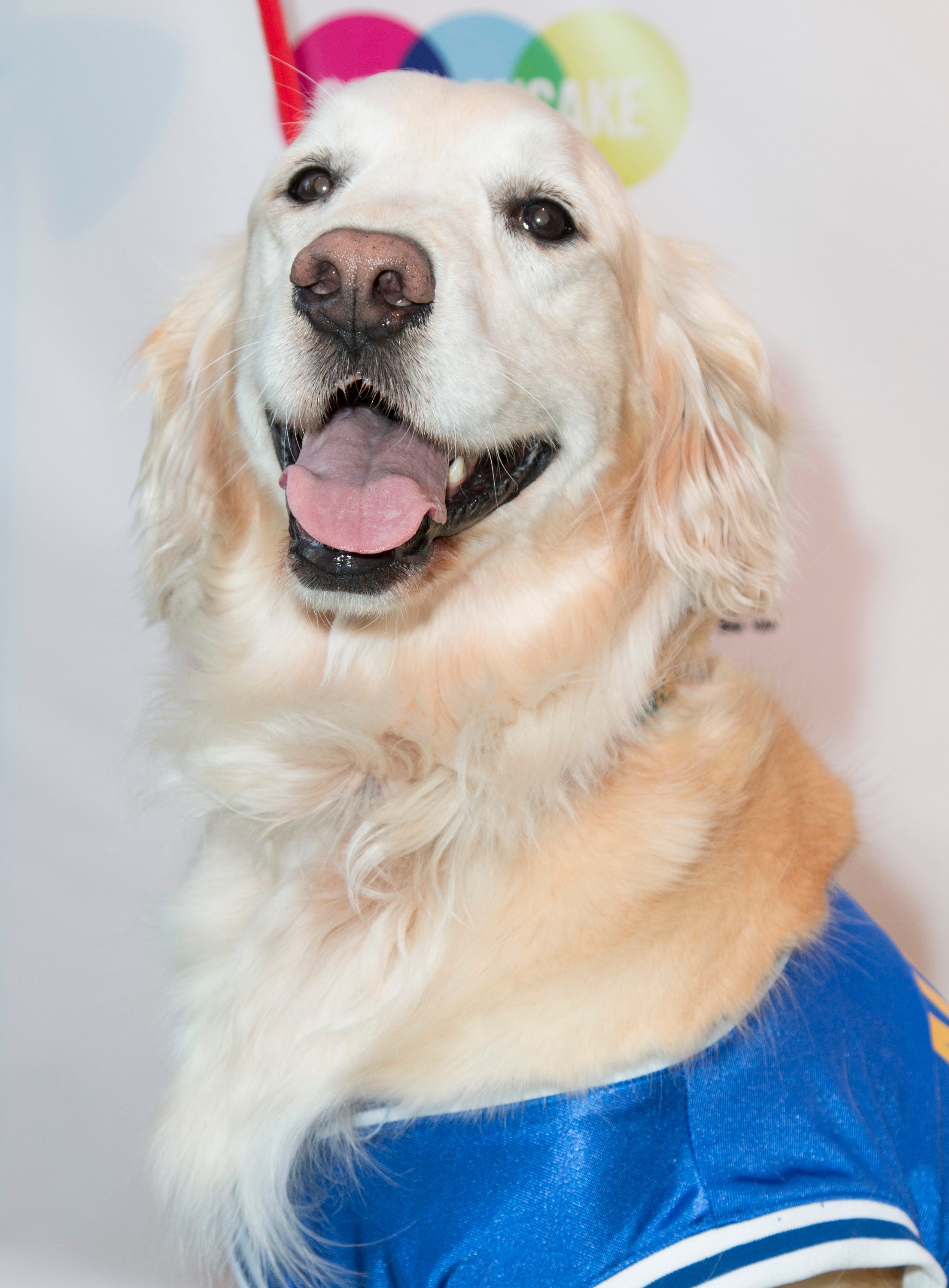 SoulPancake's Puppypalooza Party