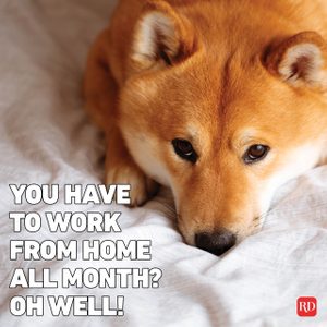 Dog lies resting on a bed, looking relaxed. Text reads: 