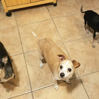 Three small dogs stand attentively on a tiled kitchen floor near a wooden cabinet and a pet bowl.