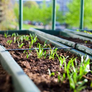 Green sprouts emerge from soil in rectangular planters, placed on an outdoor balcony with a blurred background of trees and buildings.