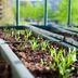 15 Easiest Vegetables to Grow at Home