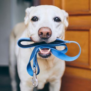 Dog holding blue leash stands by wooden door.