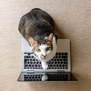 Cat sitting on an open laptop keyboard, looking upward, in a carpeted room.