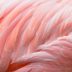 16 Stunning Photos of Naturally Pink Animals