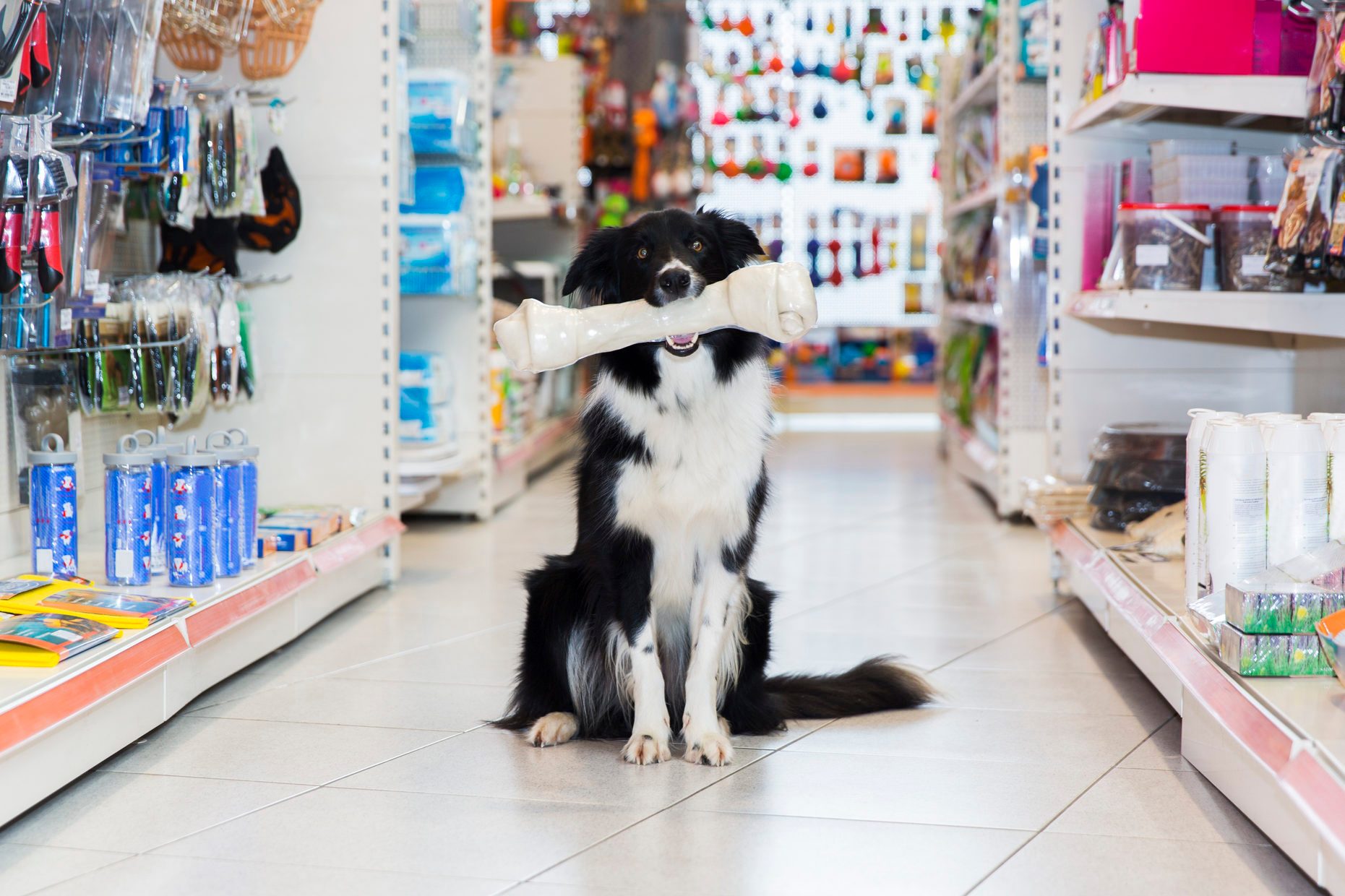 These Are the Products Pet Owners Say They Can’t Live Without