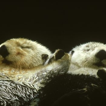 Two sea otters float calmly on their backs, eyes closed, in dark water.
