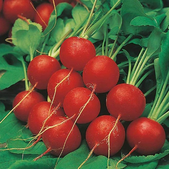 radish seeds