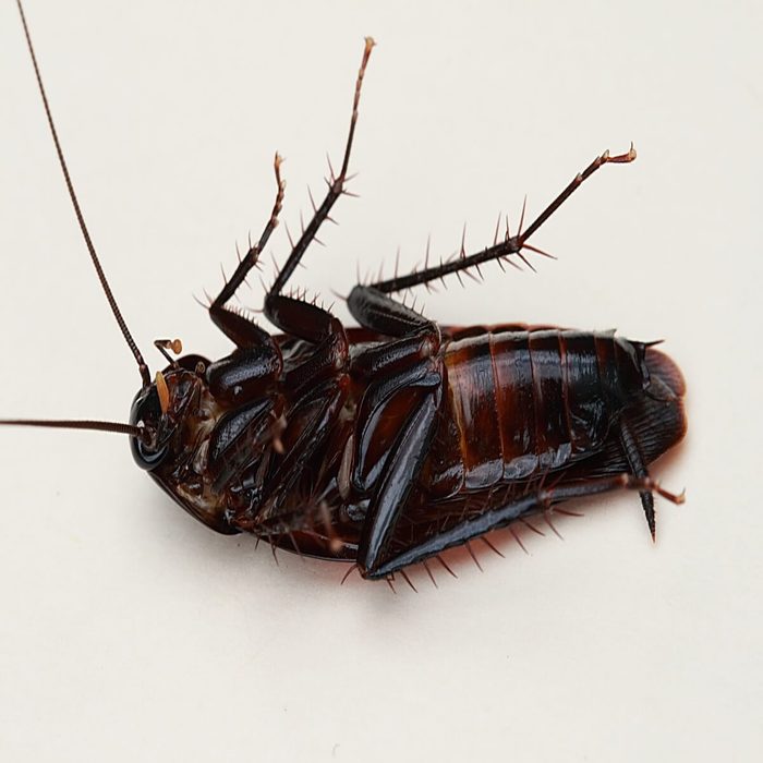 smokybrown cockroach