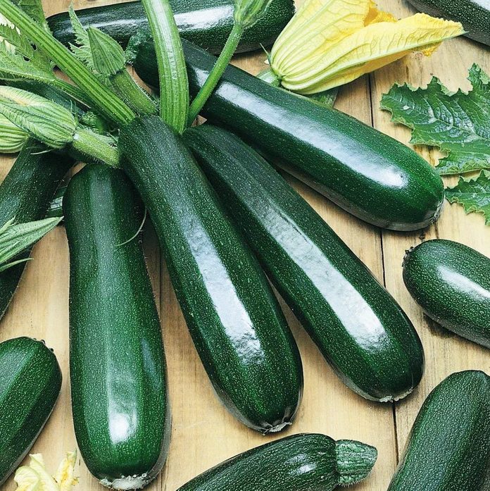 plant Zucchini