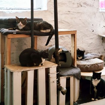 Cats rest and sit on wooden platforms and cushions, surrounded by a white brick wall and metal pipes, in a cozy interior space.