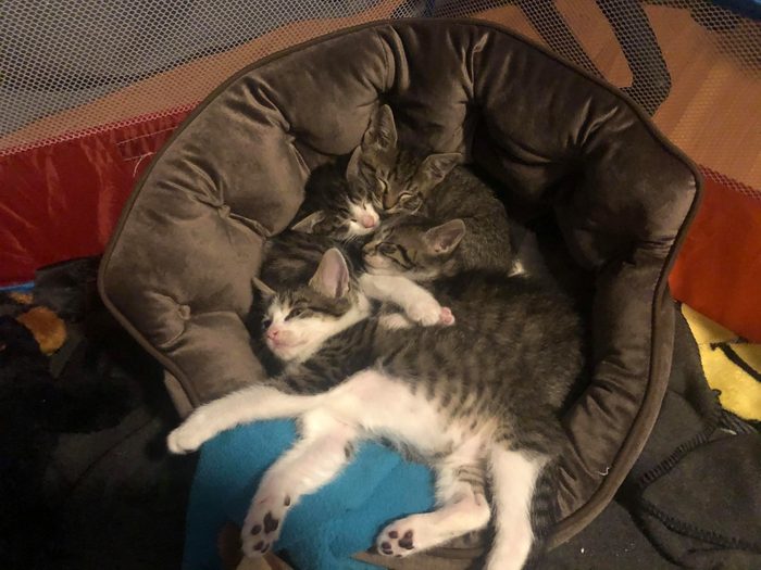 cats