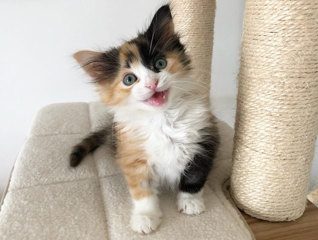 debbie kitten