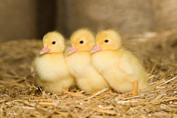 Three ducklings on straw