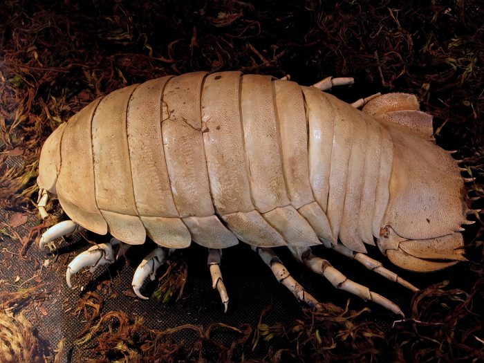 Giant sea isopod