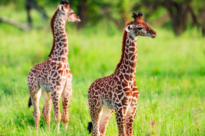 Newborn Giraffe Calf with umbilical cord at wild in Serengeti