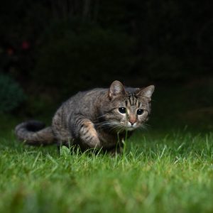 Cat prowling low in lush, green grass during the night, surrounded by dark, blurred foliage.