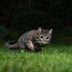 Can Cats See in the Dark?