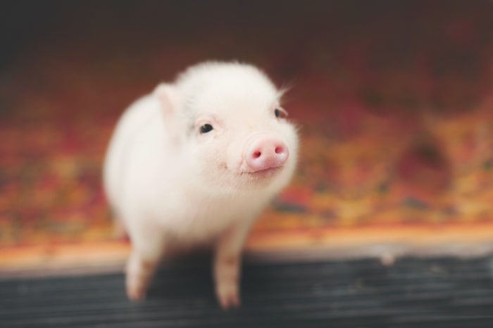pig smiling on a doorstep
