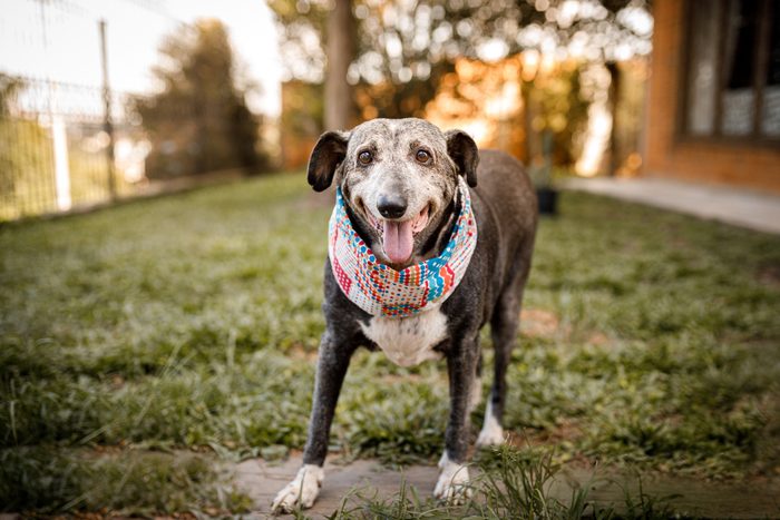 Senior mixed breed dog smiling at camera and standing at grass
