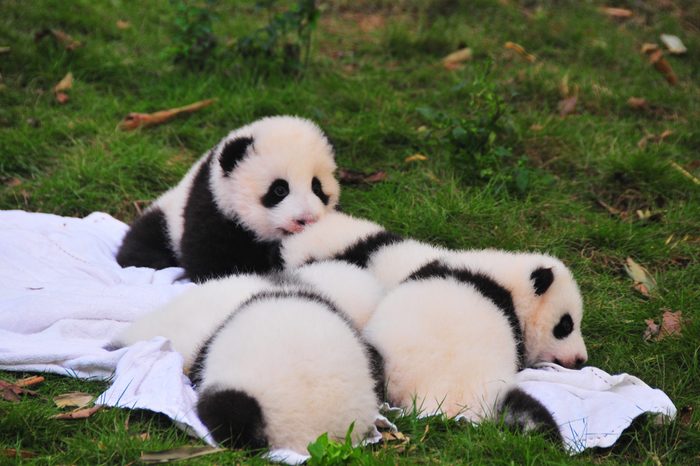 Baby pandas
