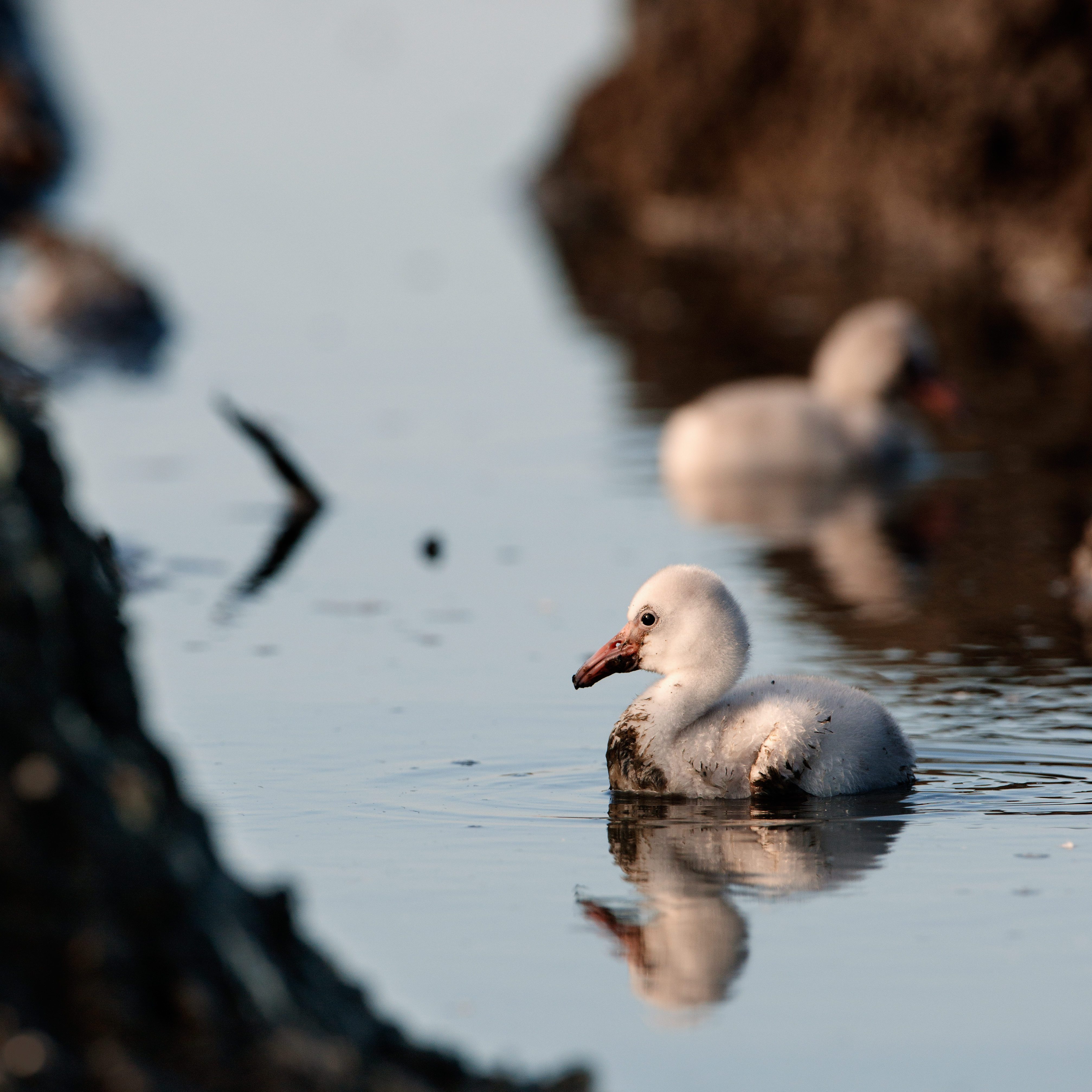 Little newborn flamingos
