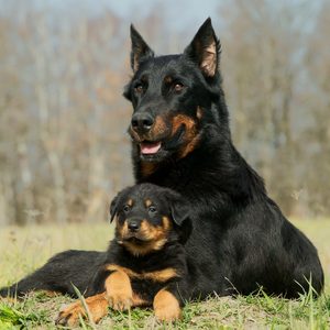 Two black and tan dogs rest closely in a grassy field, with blurred trees in the background.