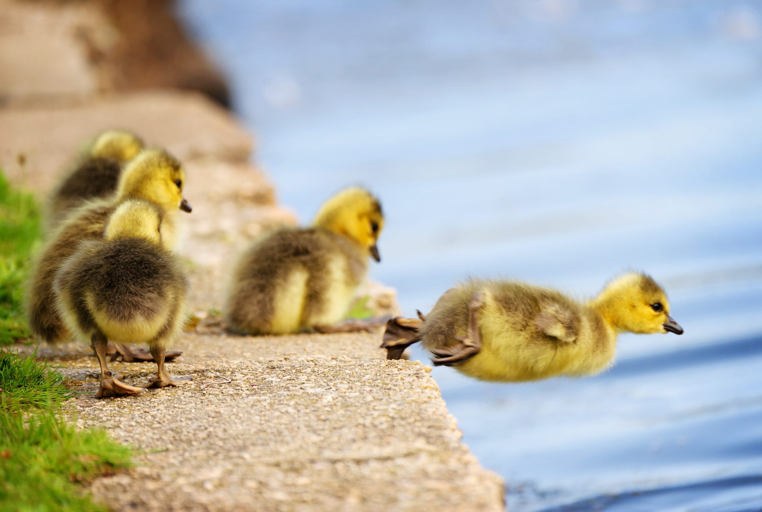Canada Goose (Branta Canadensis) Gosling Takes a Plunge Into the Lake