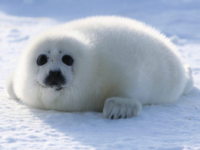 Harp Seal Pup