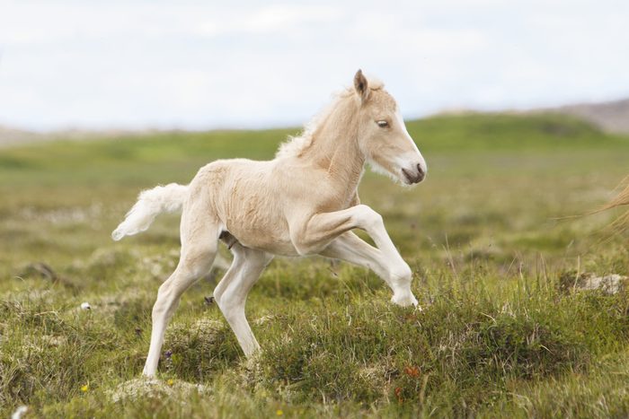 Playful foal