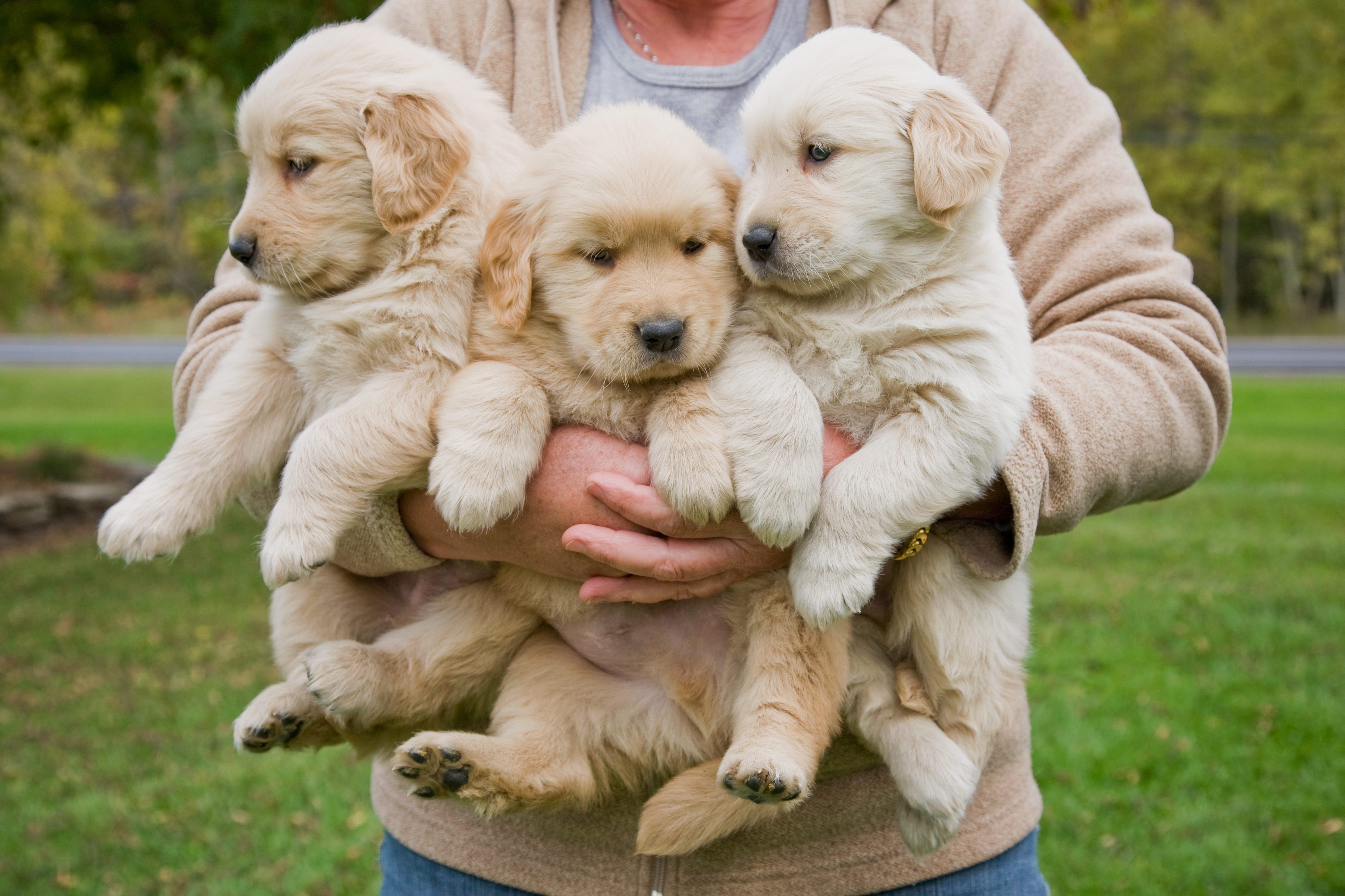 Woman holding 3 male golden retriever puppies