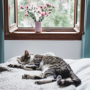 Cat sleeps on a bed; pink flowers in a mug sit on the windowsill in a softly lit room.