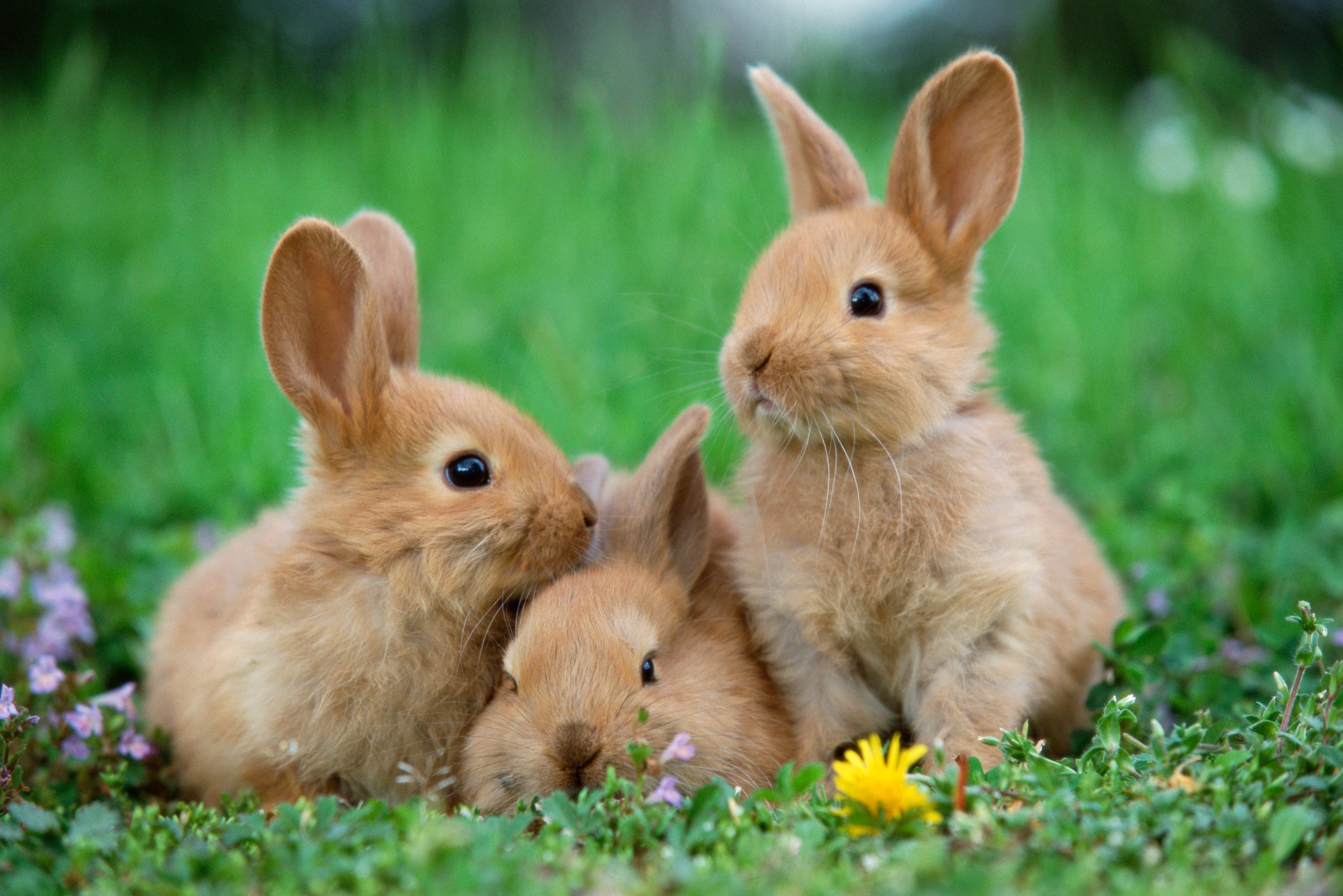 Rabbits in meadow