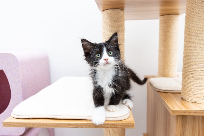 oreo kitten