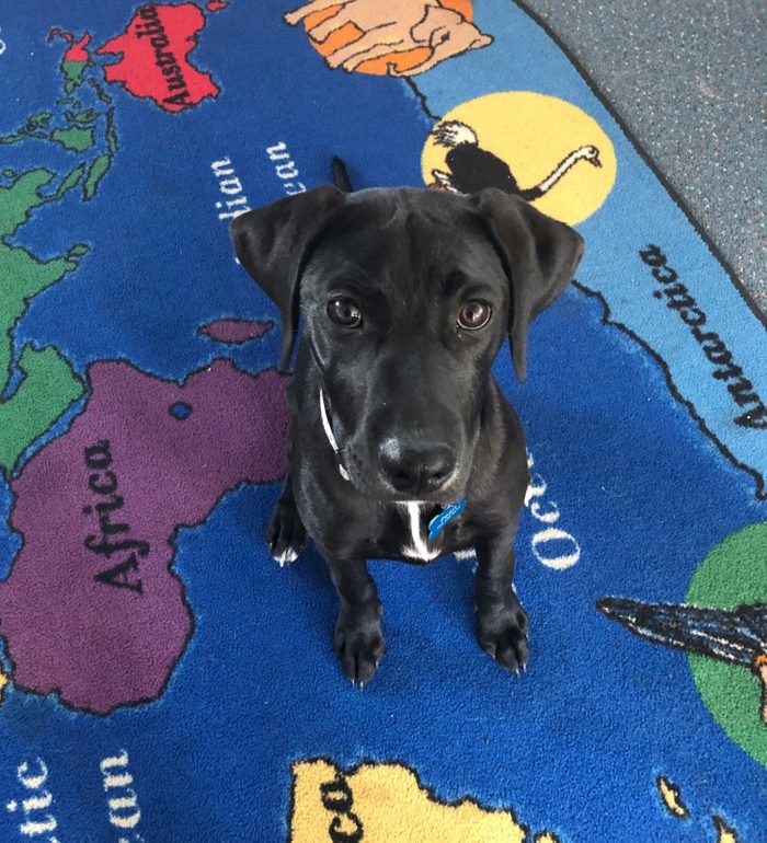 pearl dog rescue