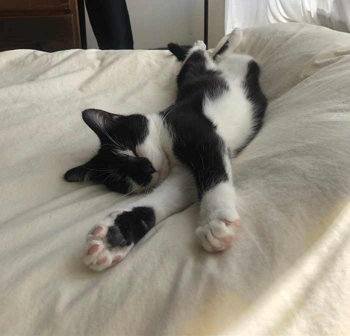 pebbles cat