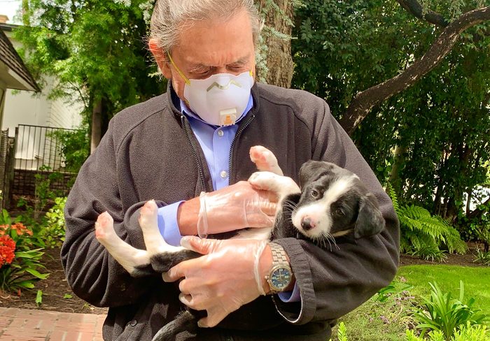 paw works dogs